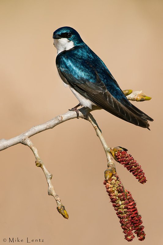 Tree Swallow emerging buds