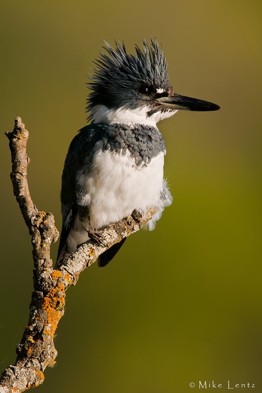 Belted Kingfisher (male)