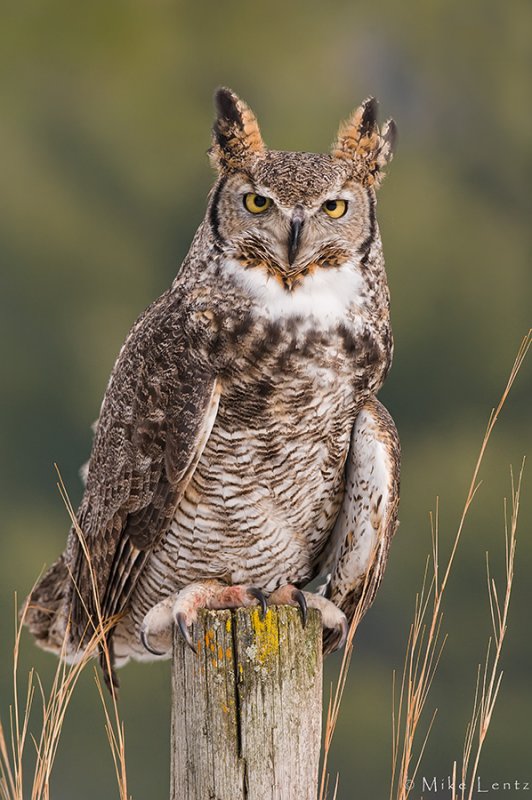 Great Horned Owl