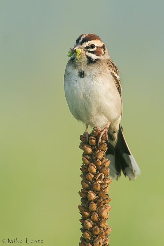 Lark Sparrow in foggy scene