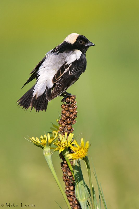 Bobolink