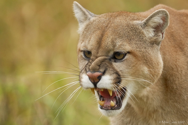 Cougar snarl