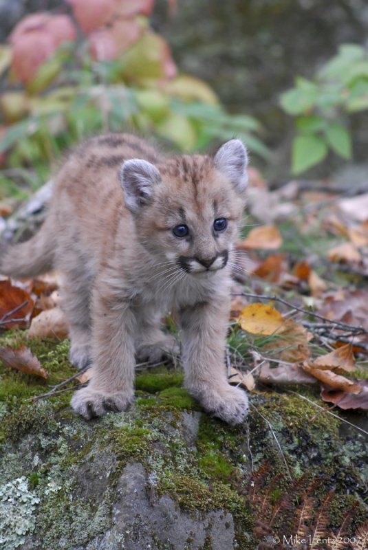 Cougar pup