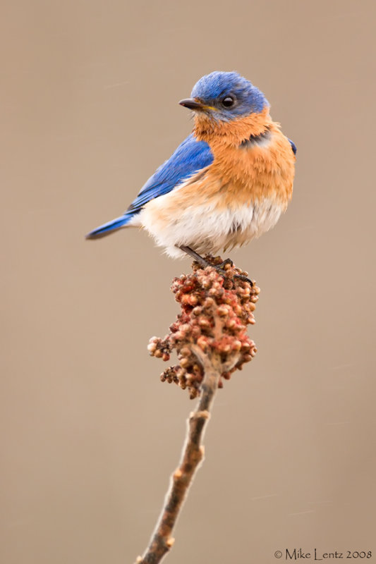 Bluebird sumac scene