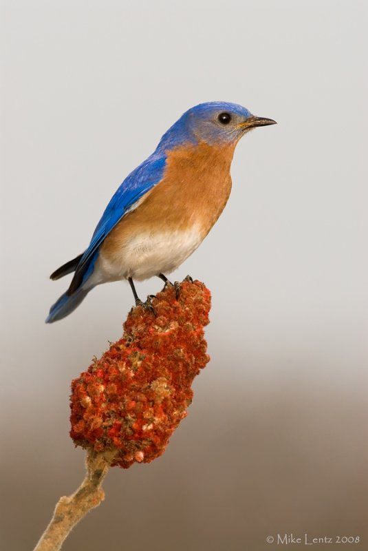 Bluebird on sumac