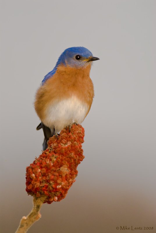 Bluebird on sumac