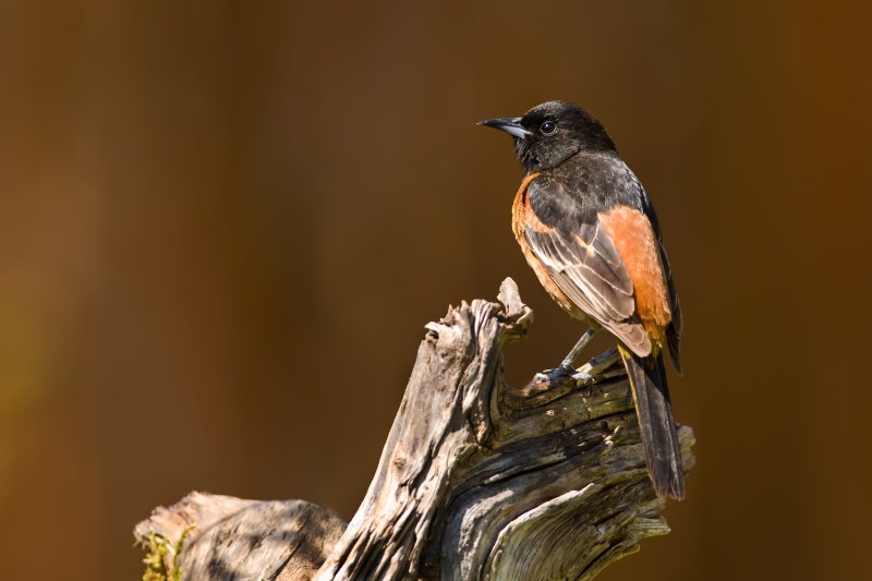 Orchard Oriole
