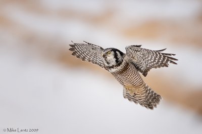 Northern Hawk Owl approaches