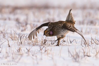Sharptailed Grouse displaying