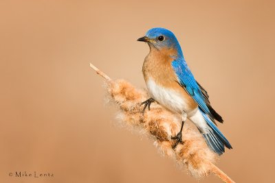 Bluebird on Cattail