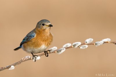 Bluebird on pussywillow