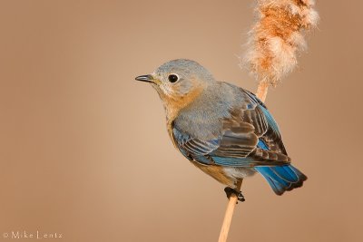 Bluebird cattail perch