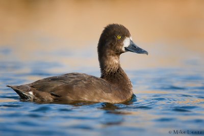 Greater Scaup (Hen)