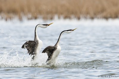 Western Grebe's rushing