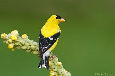 American Goldfinch on common mullien