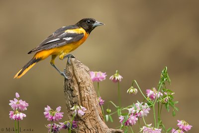 Baltimore Oriole in field of flowers