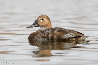 Canvasback (hen)