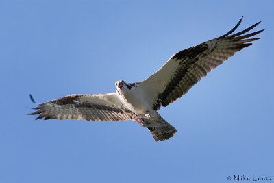 Osprey with fish