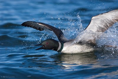 Beginning of the Penguin dance