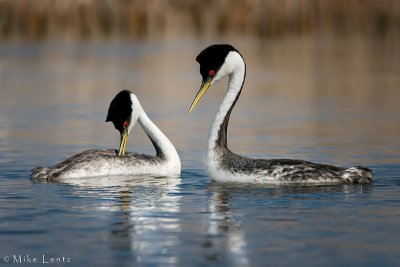 Western Grebes intimate moment 