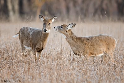 Tender moments