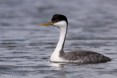 Western Grebe