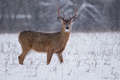 Snowstorm Buck