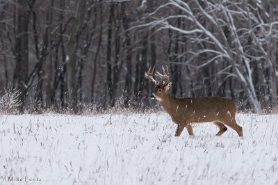 Bruiser buck in snowy landscape