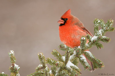 Northern Cardinal in wintery scene