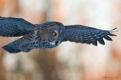 Great Gray owl