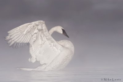 Trumpeter Swan in the steam