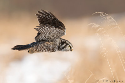 Northern Hawk Owl over snowy field