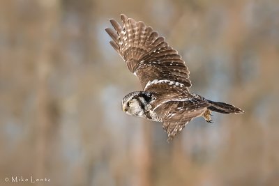 Northern Hawk Owl