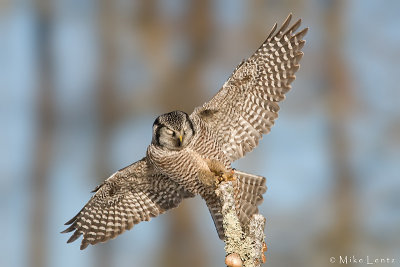 Northern Hawk Owl wings wide for landing