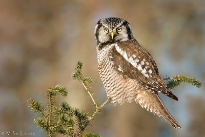 Northern Hawk Owl on pine