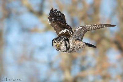 Northern Hawk Owl