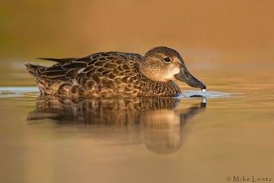 Blue Winged Teal (hen)