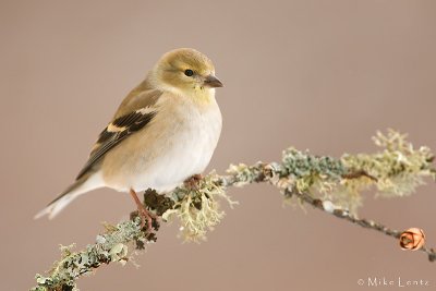 American Goldfinch (winter plummage)