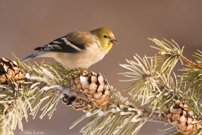 American Goldfinch (winter plumage)