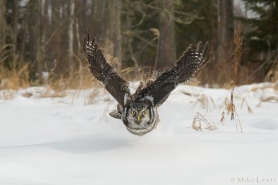 Northern Hawk Owl