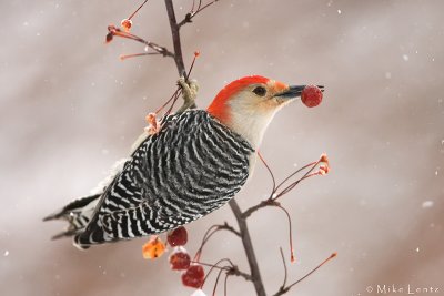 Red Bellied Woodpecker feasting on berry