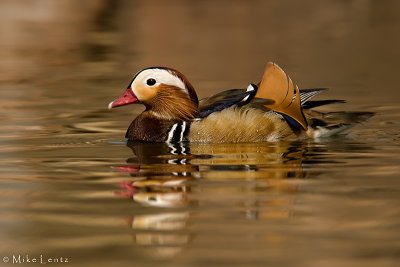 Mandarin Duck on golden waters