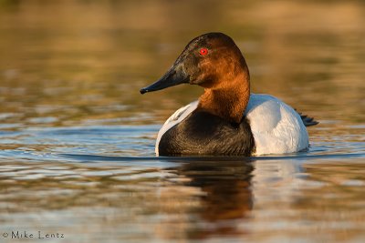 Canvasback (drake in late day light)