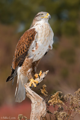 Ferruginous Hawk (light morph)