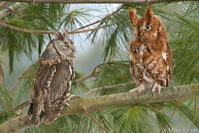 Eastern Screech owl (couple)