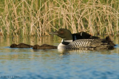 Loon family