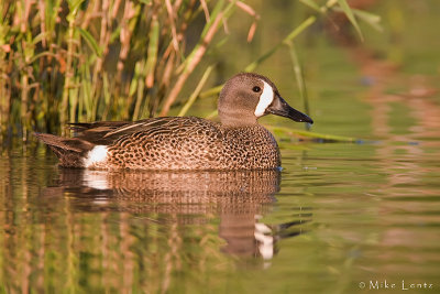 Blue Winged teal