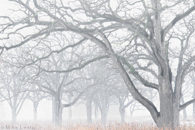 Foggy Oaks