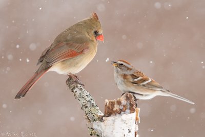 Cardinal and Amer tree sparrow in snow PS2.jpg