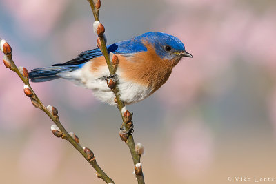 Eastern Bluebird on Pussywillows